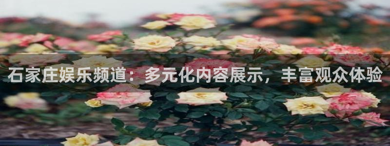 OB视讯体育在线注册：石家庄娱乐频道：多元化内容展示，丰富观众体验